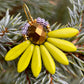 Limegrøn stor blomster ørering med gyldne glasperler